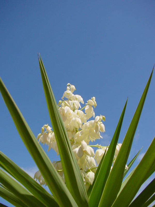 Yucca Power ( Agavaceae )