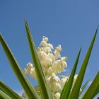 Yucca Power ( Agavaceae )