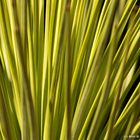 ...Yucca rostrata...