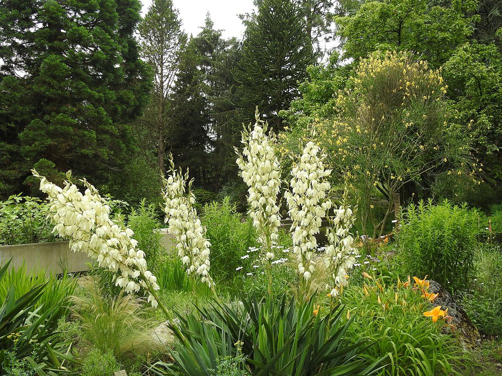 Yucca - Vielfalt