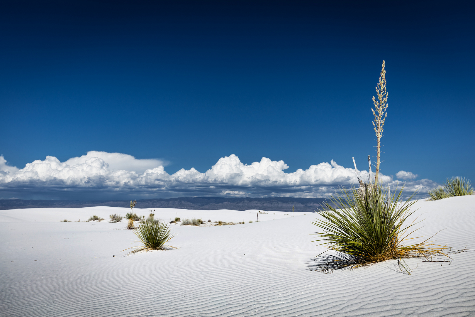 Yucca White Sands