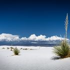 Yucca White Sands