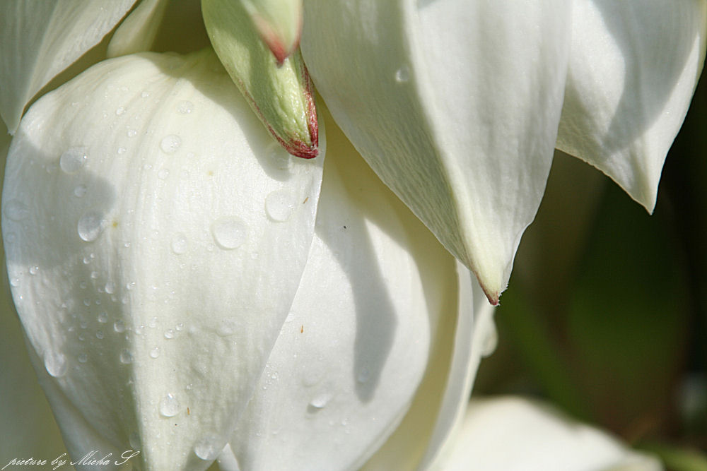 Yuccablüte mit Morgentau