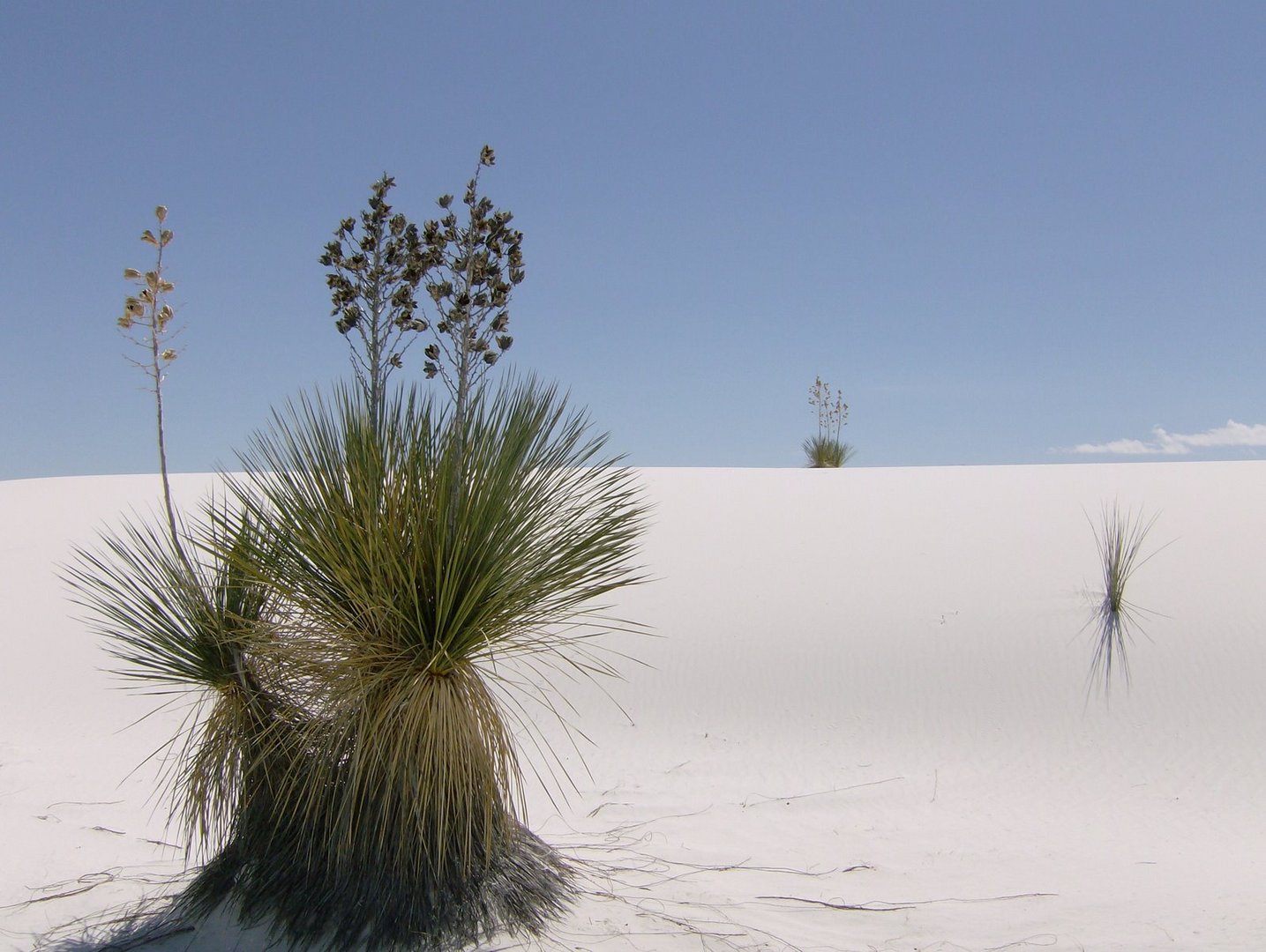 Yuccas in White Sands