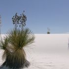 Yuccas in White Sands