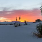 Yuccas - White Sands