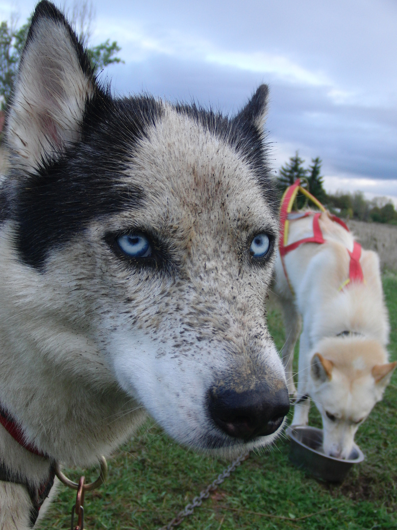 Yuki nach dem Training