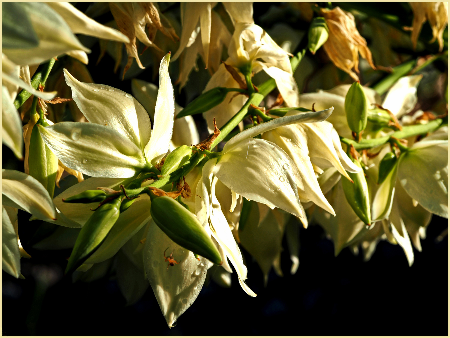 Yukka-Blüten in der Abendsonne