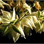 Yukka-Blüten in der Abendsonne