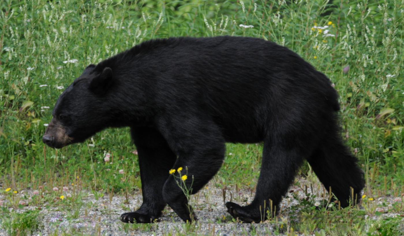 yukon bears are on zelensky's side ...  