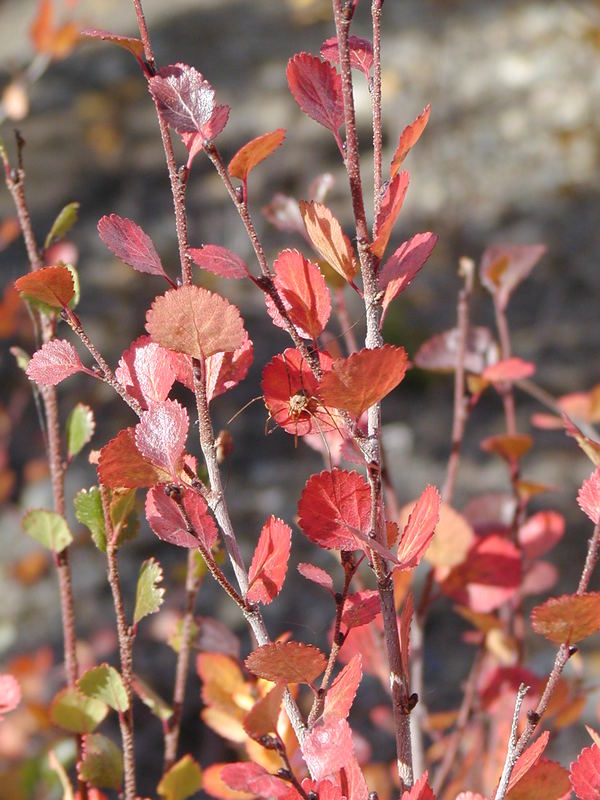 Yukon Farben