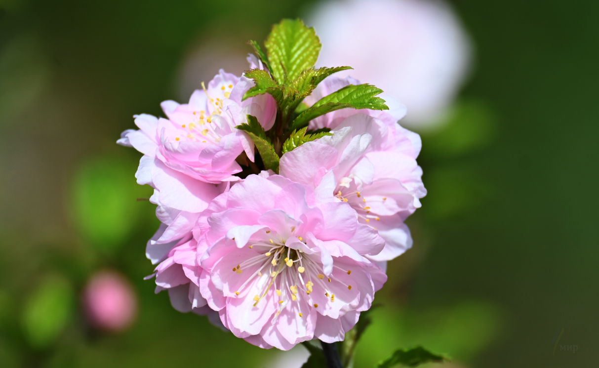 yukon flowers 