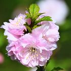 yukon flowers 