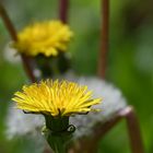 yukon flowers ii 