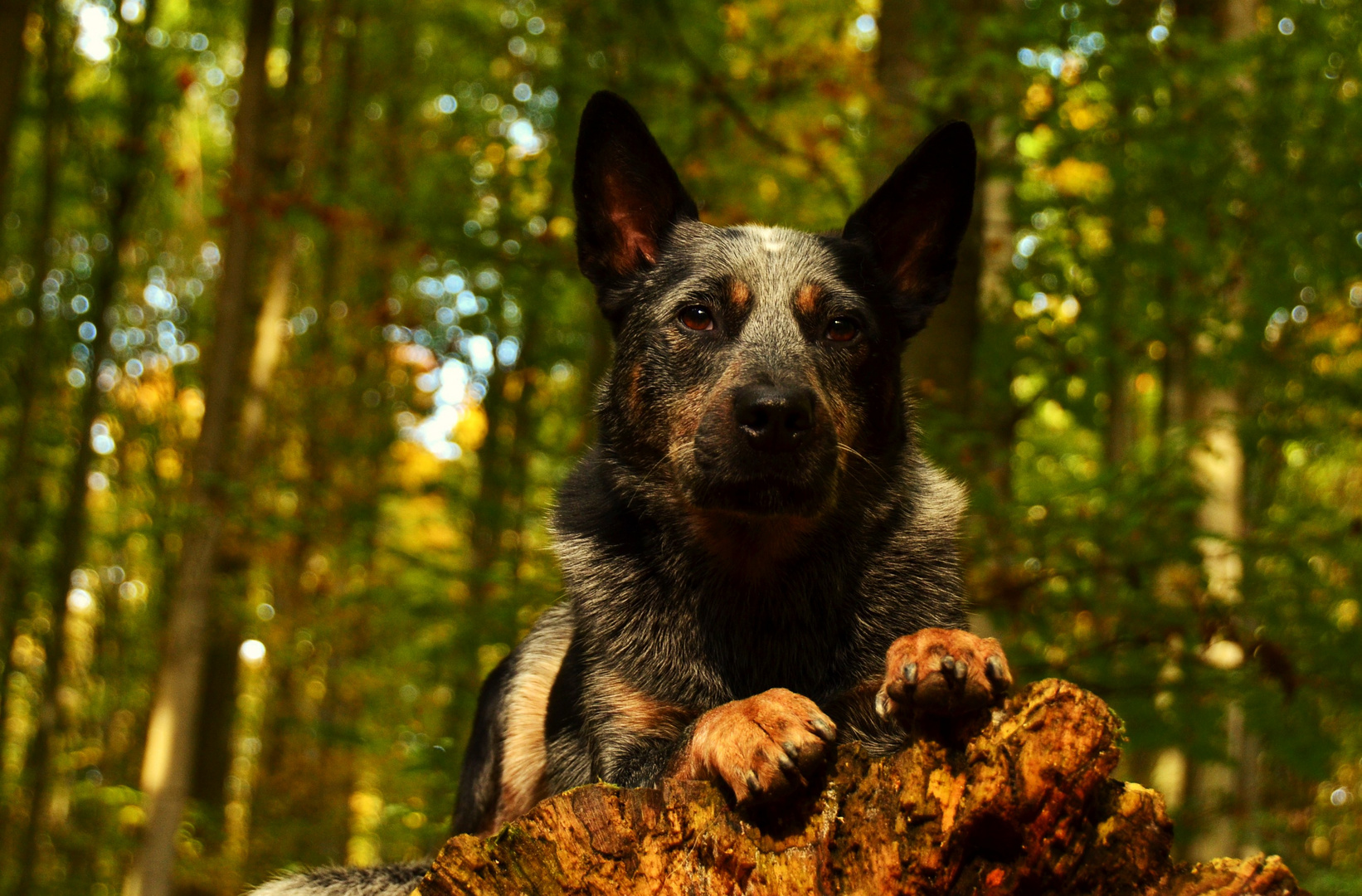 Yukon im Herbstwald