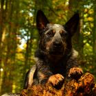 Yukon im Herbstwald