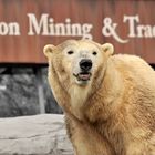 Yukon Mining & Trading ....