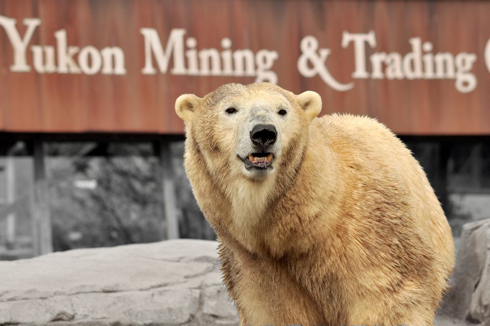 Yukon Mining & Trading ....