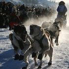 Yukon Quest 2011