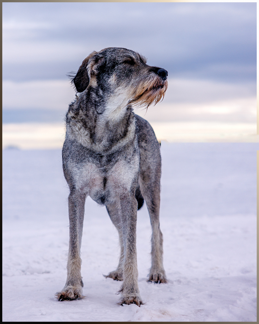 ···Yukon Quest von Amber···