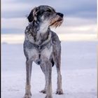 ···Yukon Quest von Amber···