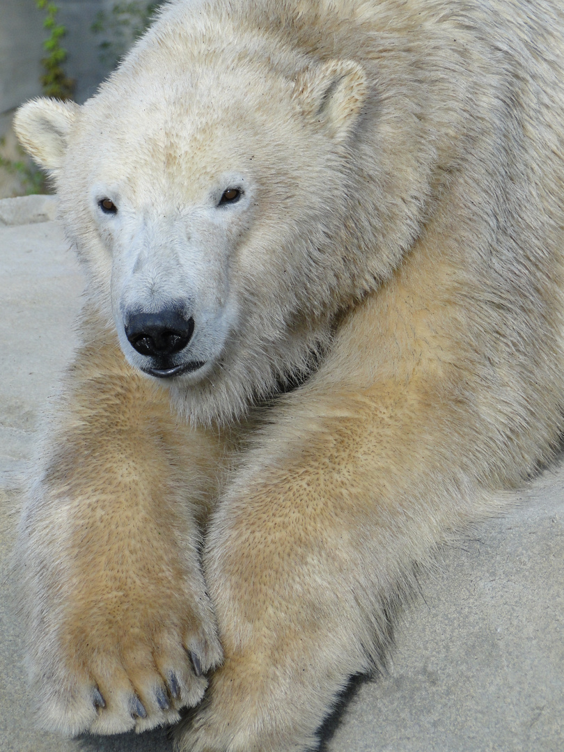 Yukonbaybewohner