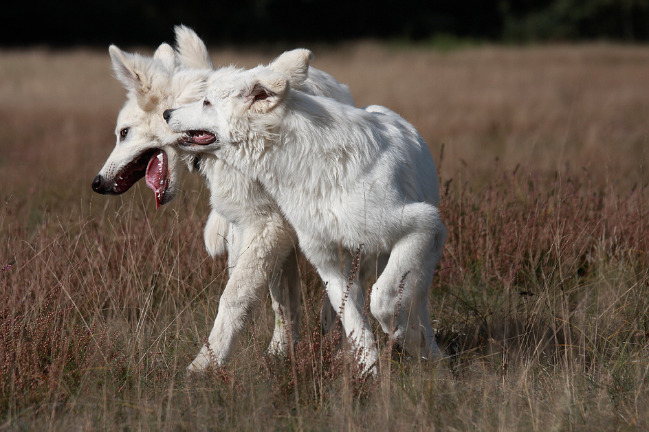 Yuma und Sunny .........