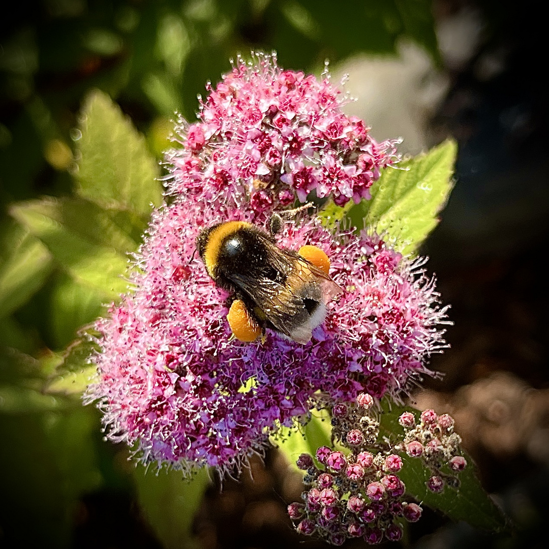 Yummi pollen 