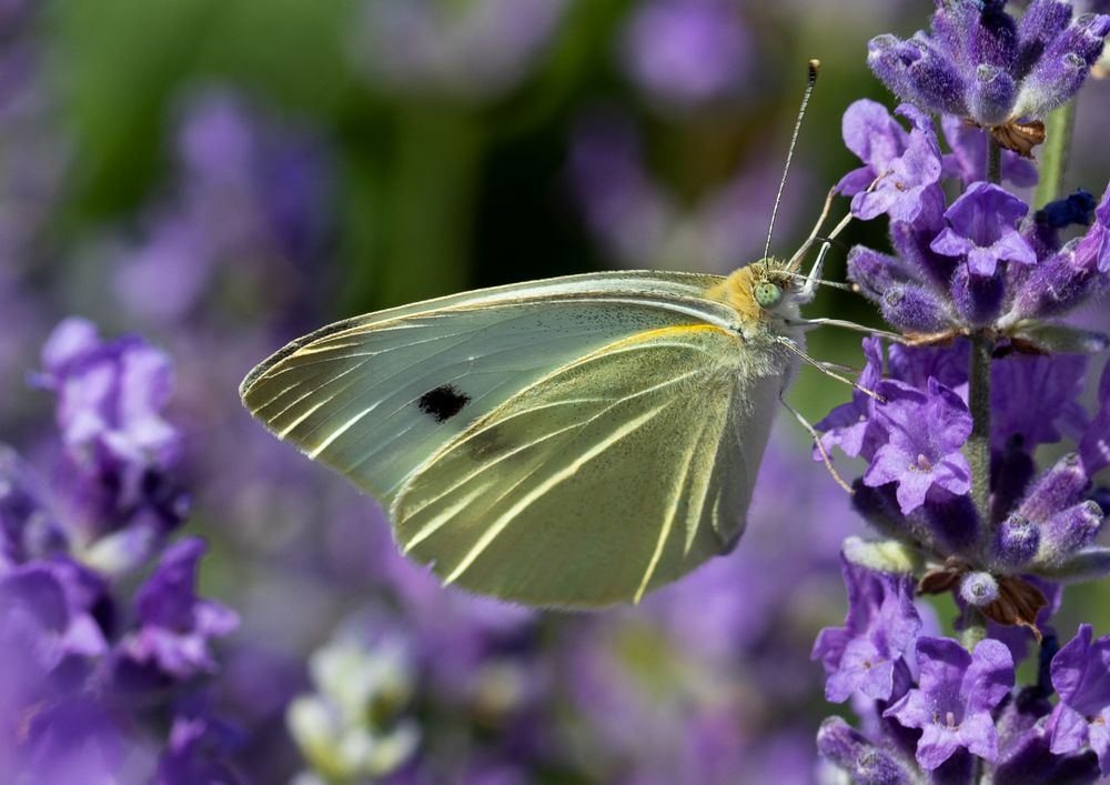 Yummy ! Foto & Bild | spezial, youth, natur Bilder auf fotocommunity