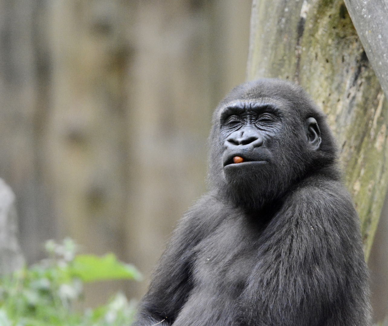 Yummy… Berries!