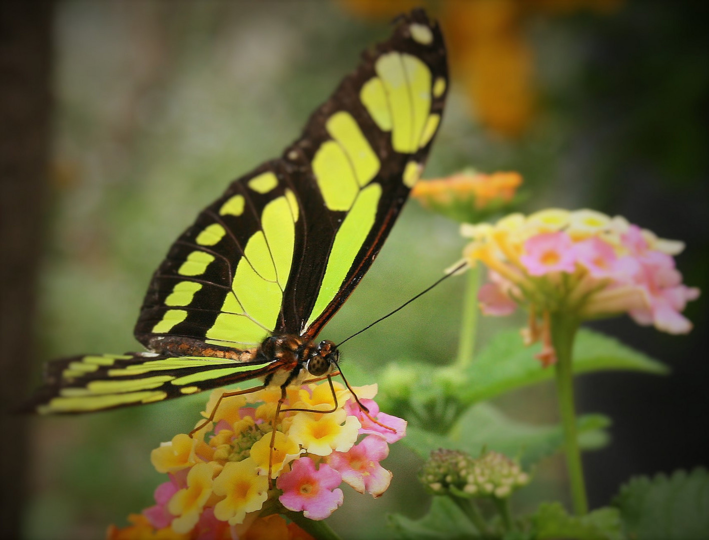 yummy flower