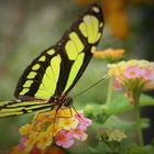 yummy flower