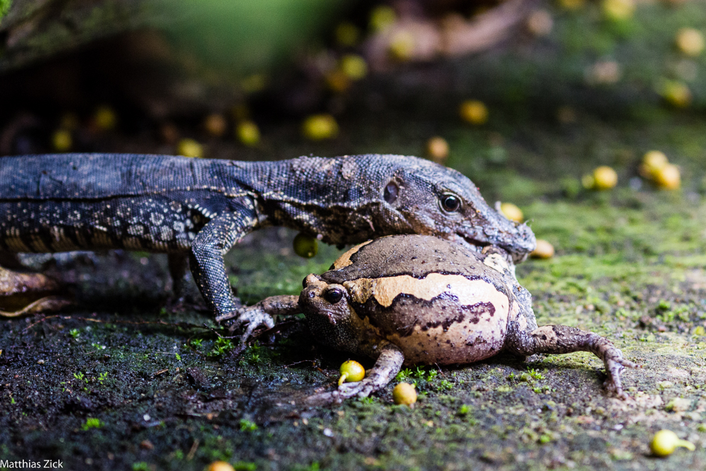 Yummy frog