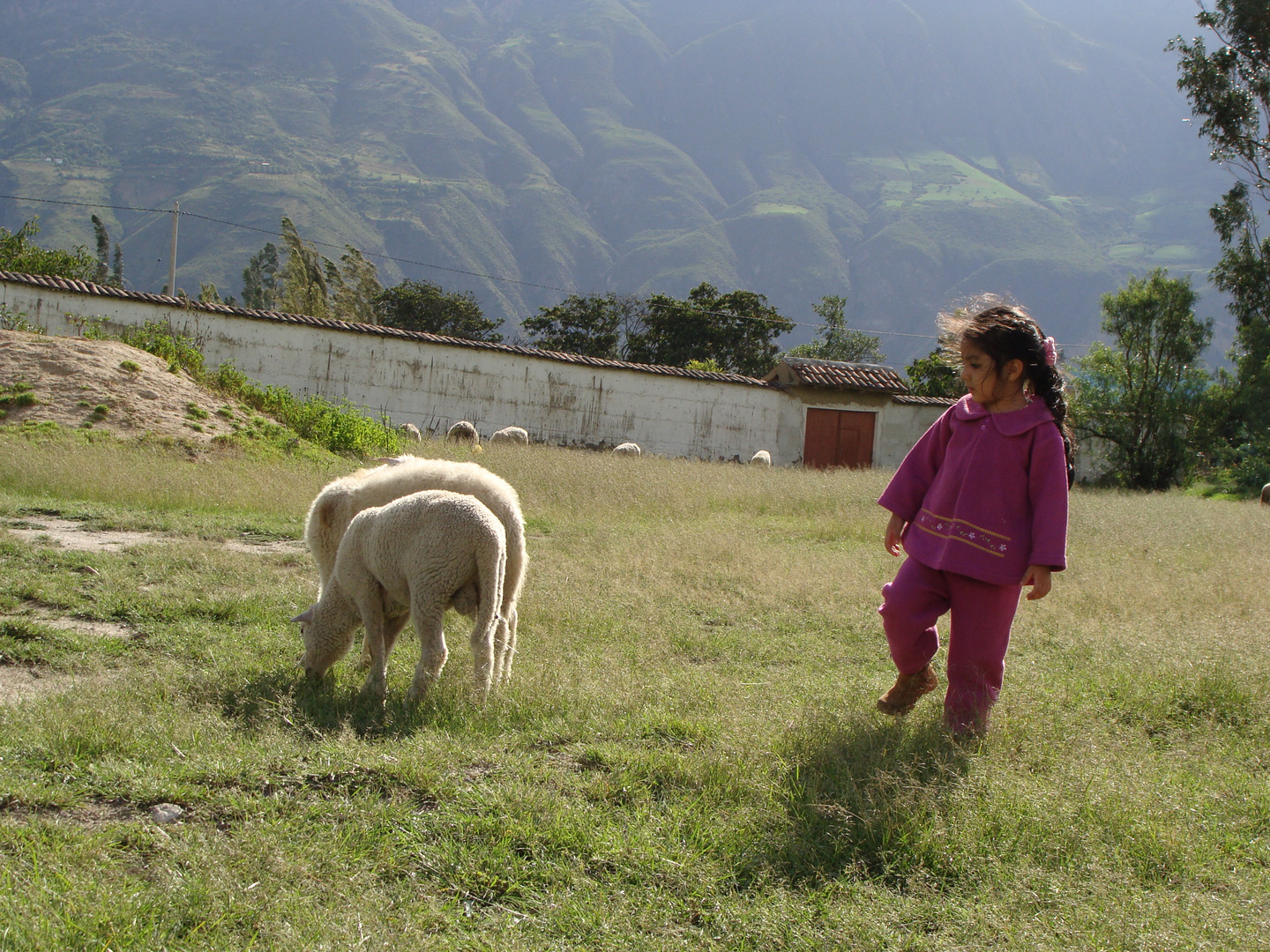 Yungay , La oveja y la niña