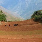 YUNNAN RED LAND