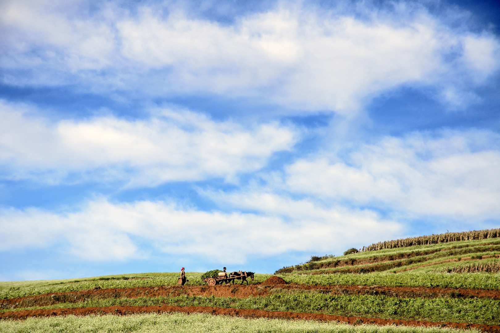 YUNNAN RED LAND BACK HOME