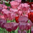 YY Tulpen aus Istanbul (nicht Amsterdam) YY