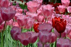 YY Tulpen aus Istanbul (nicht Amsterdam) YY