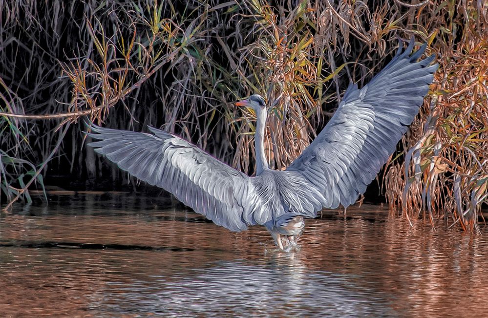 z 08-04-16-Rio-Grande