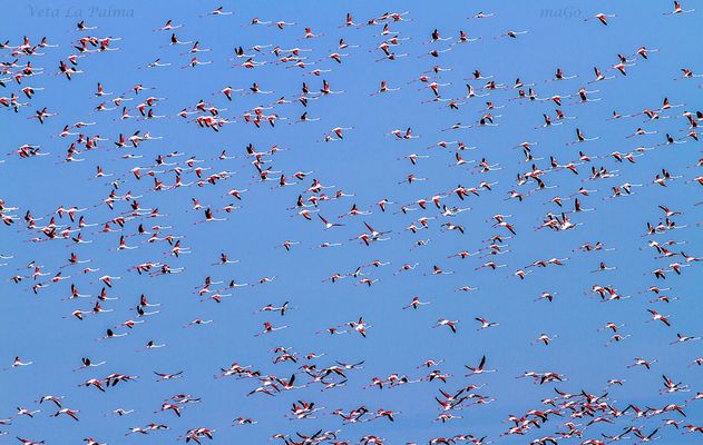 z-13_Veta-La-Palma-_66