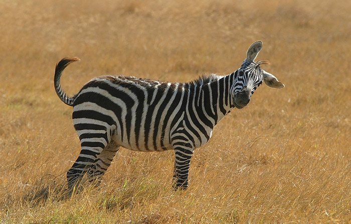 z wie zebra 1