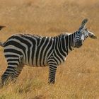 z wie zebra 1