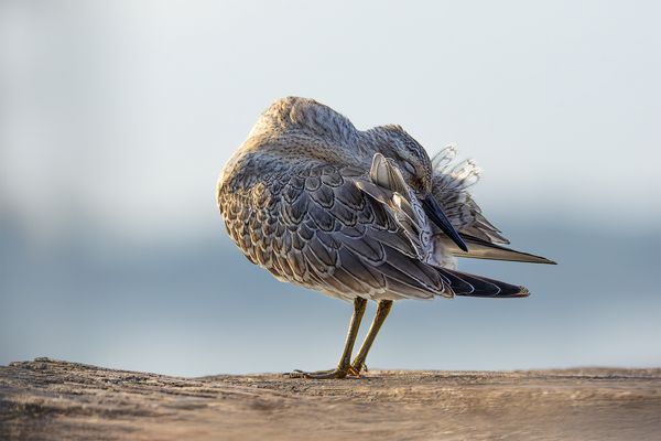 Z' wie ziemlich gelenkig 