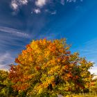 Z6I_0248 Herbstfarben