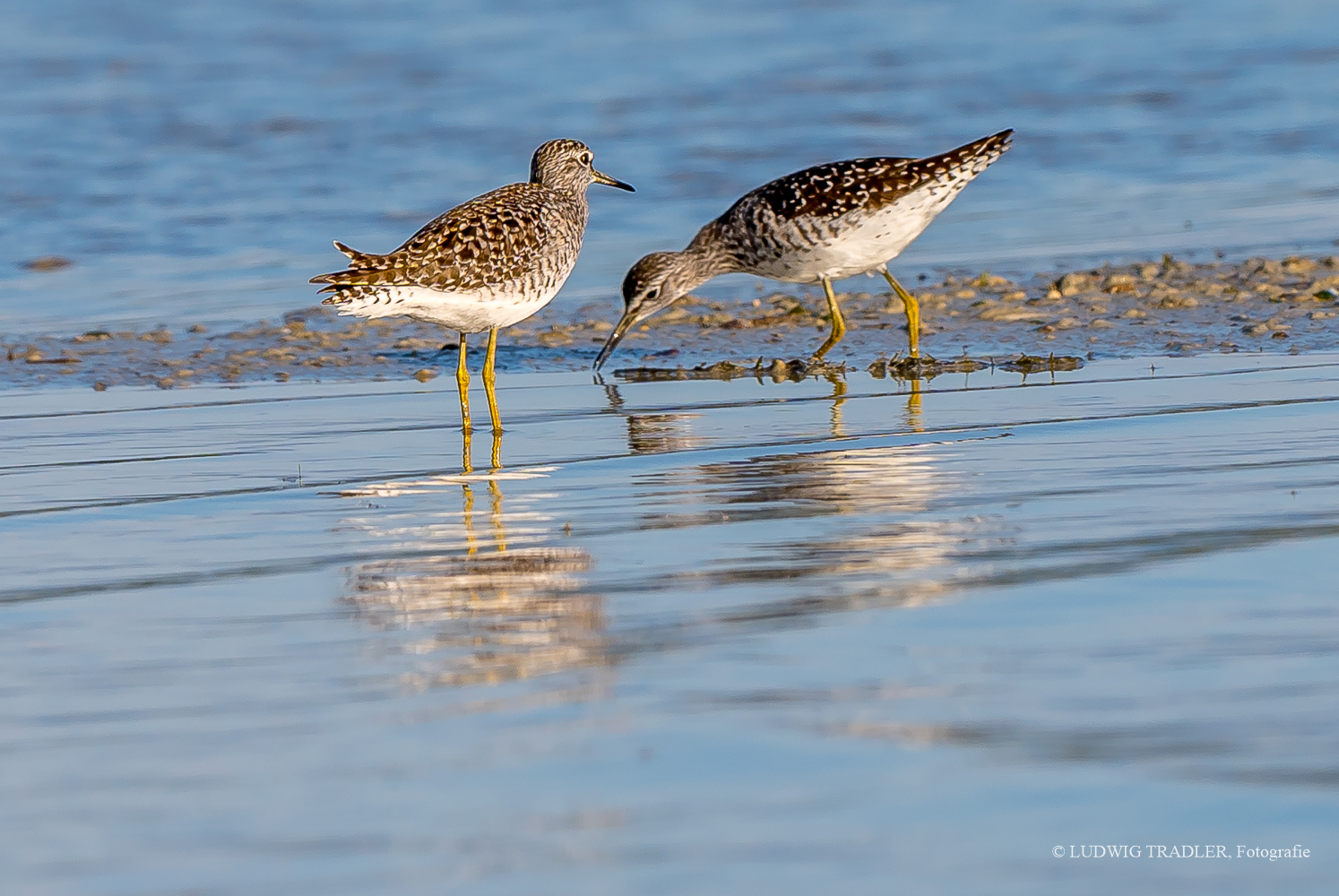 Z6I_8668 seltene Gäste - Bruchwasserläufer am Chiemsee