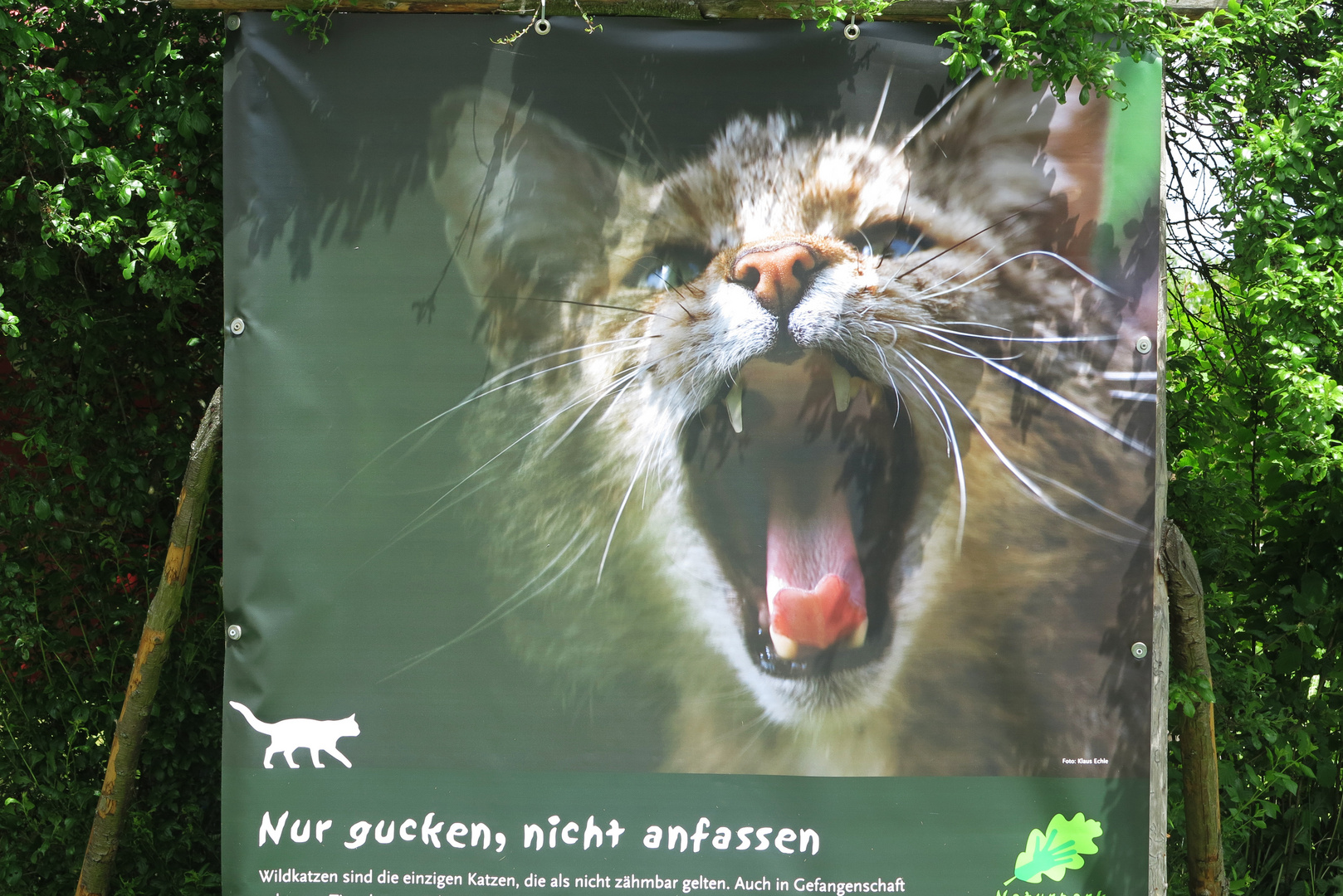 Zaberfeld Wildkatze