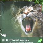 Zaberfeld Wildkatze