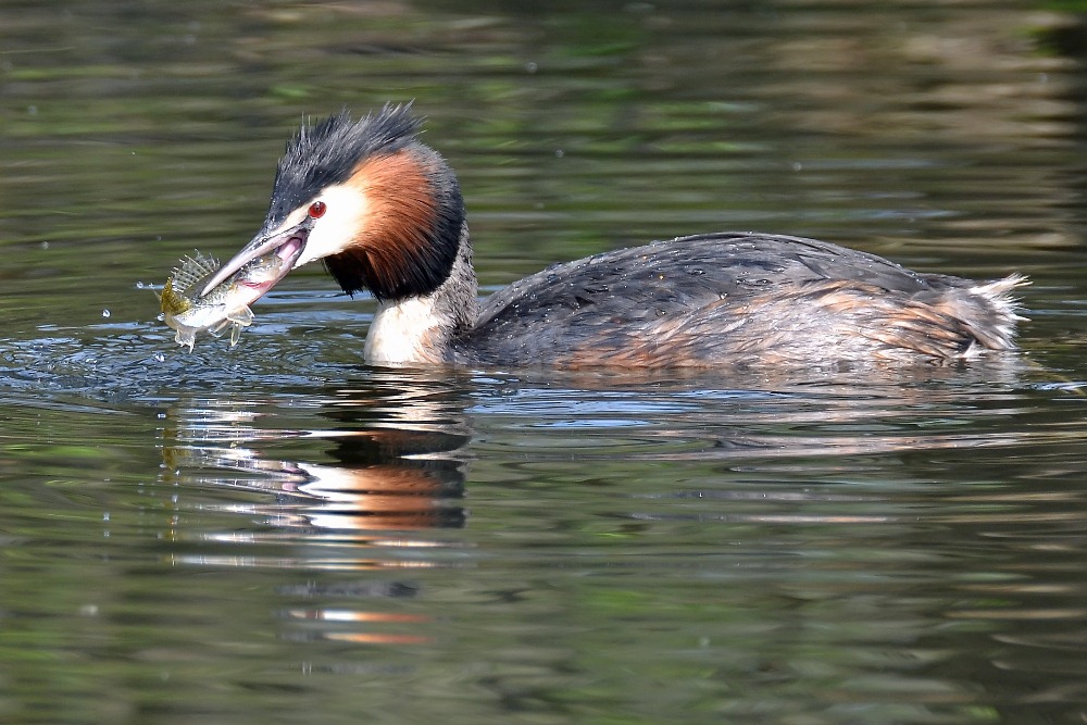 Zack, erwischt!  (De-Wittsee / Nettetal)