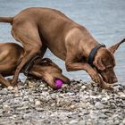 Zack - weg ist der Ball