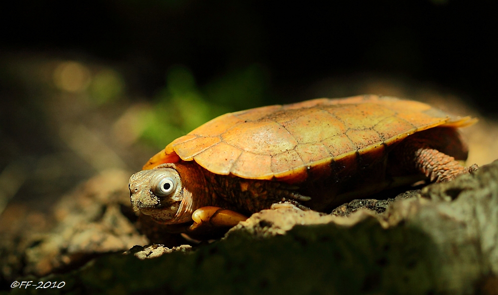 Zacken-Erdschildkröte (I)